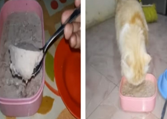 Makanan Kucing Modal Rp10 Ribu Hanya Gunakan Bahan Ini, Kucing Sehat Gemuk dan Berbulu Tebal