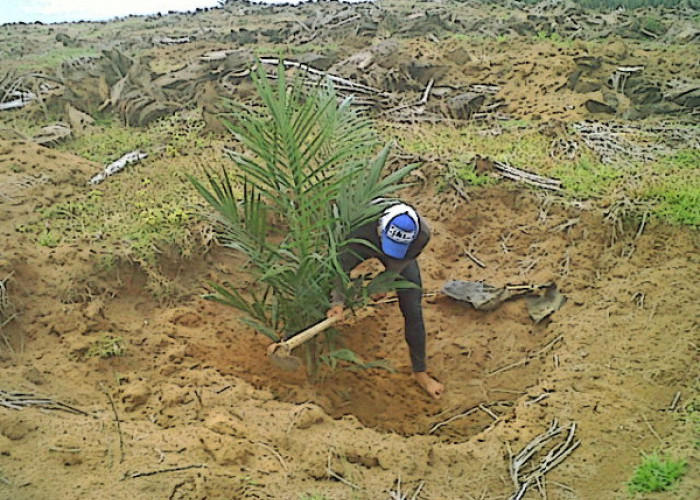 Persiapan Penting Sebelum Membangun Perkebunan Sawit untuk Investasi