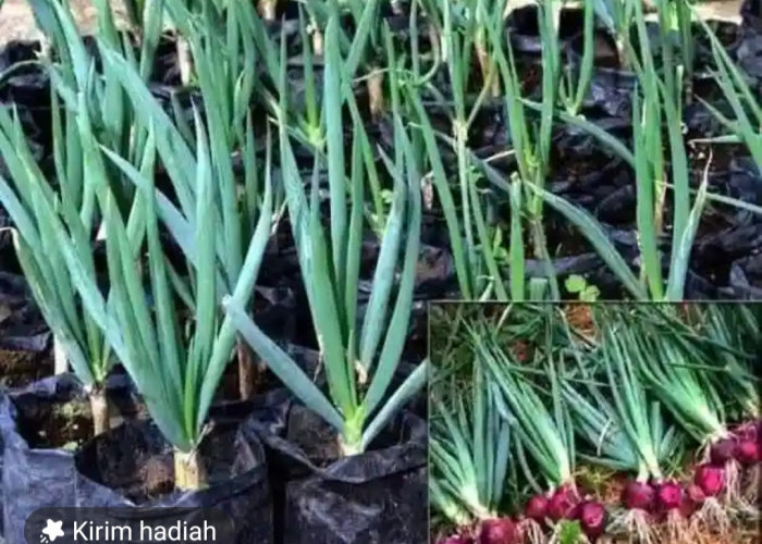 Tips Menanam Bawang Merah dalam Polybag, Berkebun di Halaman Rumah Jadi Menyenangkan