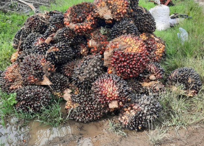 8 Penyebab Tandan Buah Sawit Menjadi Kecil, Stres Lingkungan dan Kualitas Tanah Diantaranya