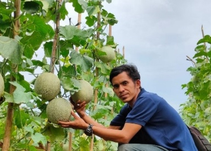 Sedang Panen, Petik Langsung Melon dan Semangka di Pusat Agrowisata Rimbo Kedui Seluma - Bengkulu