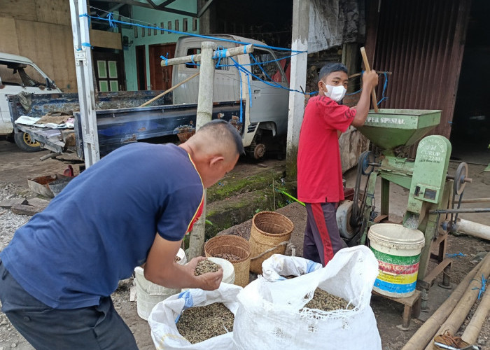 Petani Sumringah! Harga Biji Kopi Super di Rejang Lebong Tembus Rp67.000 