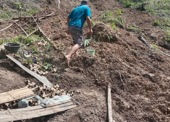 Bencana Longsor di Kabupaten Lebong, Pondok Kopi dan Sawah Terdampak