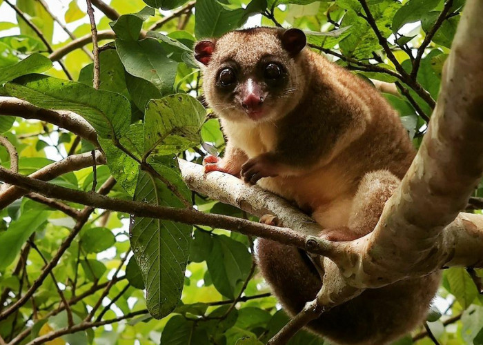 9 Fakta Menarik tentang Kuskus, Hewan Marsupial dengan Ekor Panjang