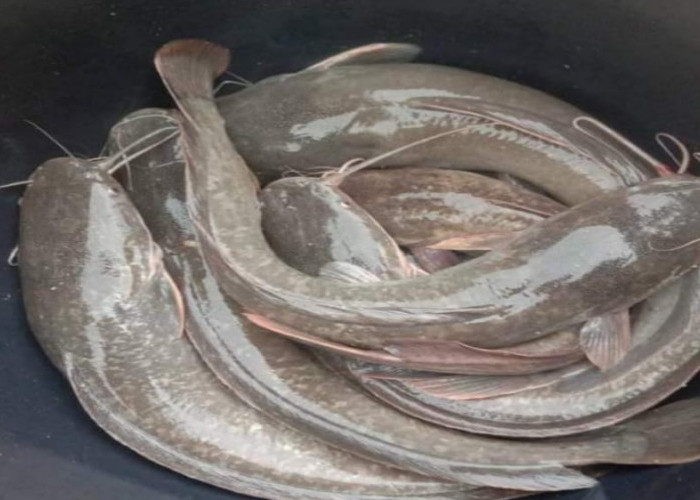 Kisah Sunan Gresik dan Mitos Penyebab Munculnya Larangan Makan Ikan Lele di Lamongan