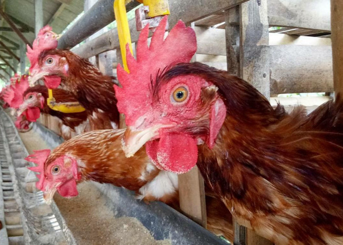 8 Cara untuk Budidaya Ayam Petelur yang Benar