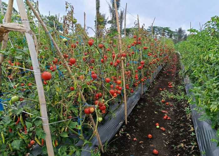 Petani Harus Terus Belajar, Pola Tanam Tumpang Sari Jadi Pilihan Lebih Menjanjikan