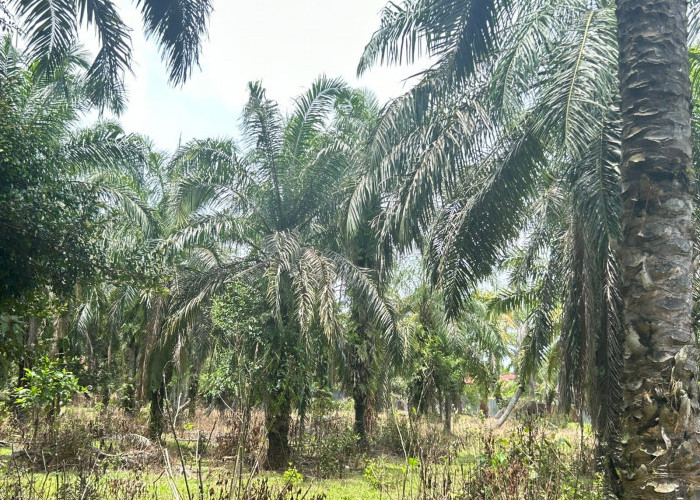 Harga TBS di Mukomuko Mulai Turun, Terendah Rp3.020 per Kg