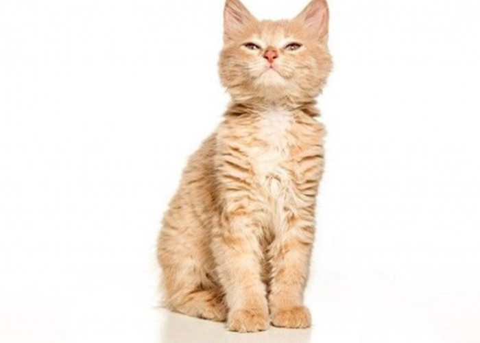Ini Dia 5 Kucing Paling Langka, Berdasarkan Penelitian CFA, Balinase Jenis Terlangka di Dunia