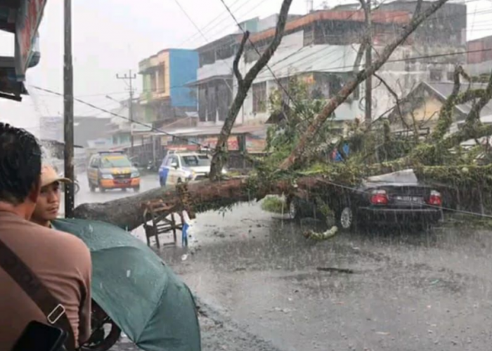 Pohon Akasia Tumbang di Pasar Atas Curup, Timpa Mobil hingga Ringsek