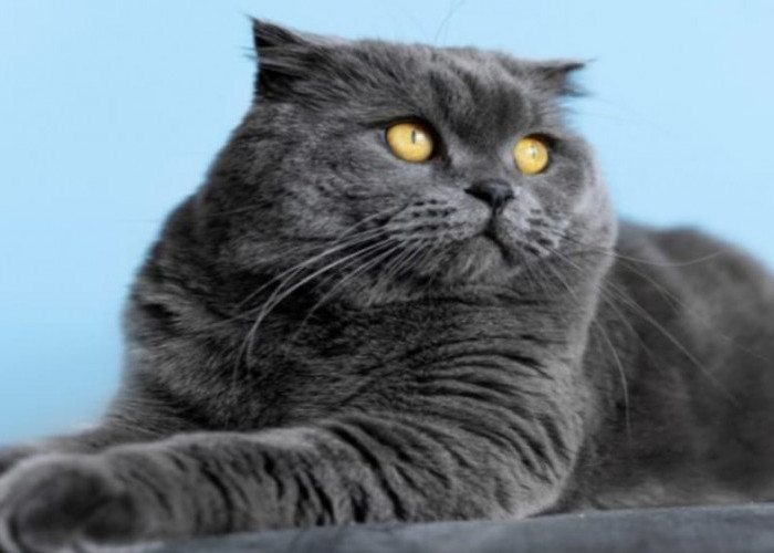7 Tips Mudah Merawat Bulu Kucing Agar Tidak Rontok