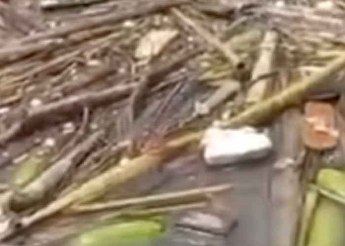 Viral dan Bikin Geger! Mayat Perempuan Terapung Muncul di Sungai Desa Tertik Kepahiang