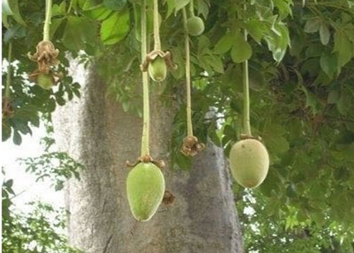 Bisa Merangsang Sistem Kekebalan Tubuh, Ini 6 Manfaat Buah Baobab, Dijuluki Pohon Paling Super Power