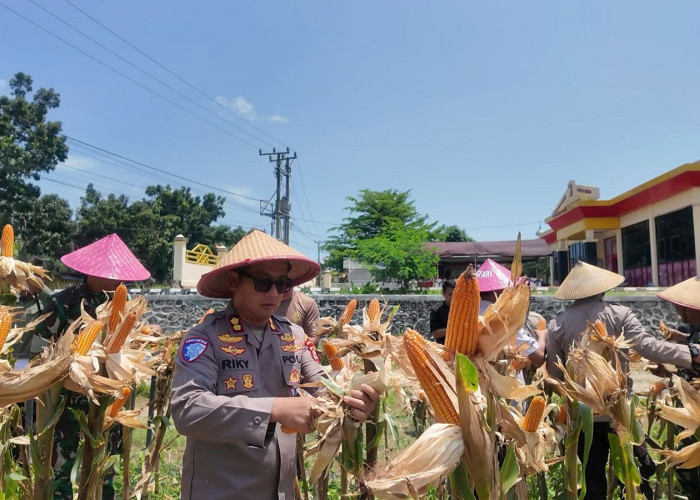 Polres Mukomuko Gelar Panen Raya Jagung Serentak Kuartal III, Dukung Ketahanan Pangan Nasional