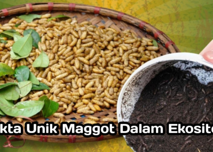 6 Fakta Unik Maggot yang Berperan Penting dalam Ekosistem