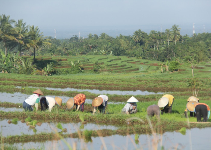 Alih Fungsi Lahan Persawahan di Bengkulu Utara Terus Terjadi, Imbas Pengurangan Penerima Pupuk Subsidi