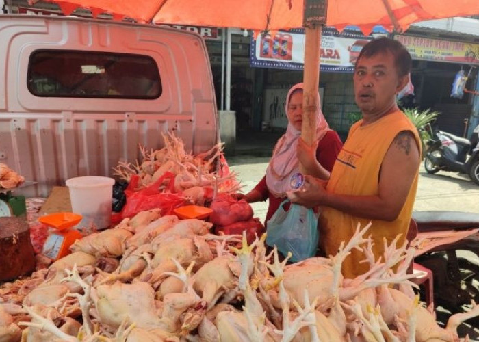 Stok Melimpah, Harga Ayam di Bengkulu Turun hingga Rp25 Ribu per Kilogram