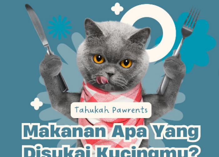 5 Makanan Favorit Kucing yang Tak Terduga, dari Jagung hingga Catnip