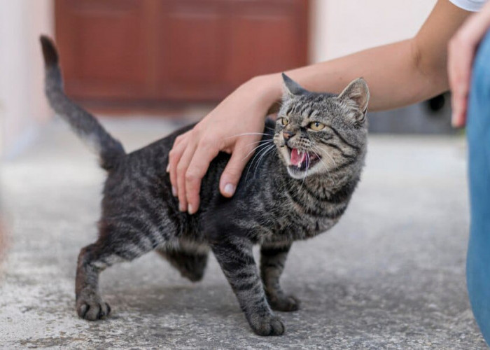 Waspada, Air Liur Berlebih Jadi Ciri-Ciri Kucing Terkena Rabies? Ini Hal Lain dan Cara Mengobatinya