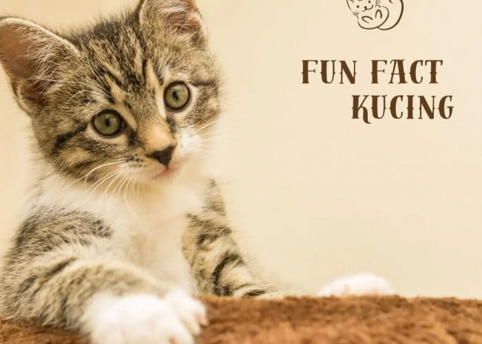 5 Fakta Menarik Tentang Kucing yang Pasti Belum Kamu Tahu!