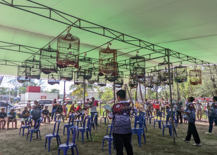 Heboh Murai Batu Rp1 Miliar, Pemkot Bengkulu Siapkan Arena Lomba Burung Permanen di Pantai Panjang