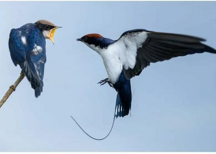 Terbang Cepat dan Lincah, Berikut 10 Fakta Unik Burung Walet yang Wajib Anda Ketahui