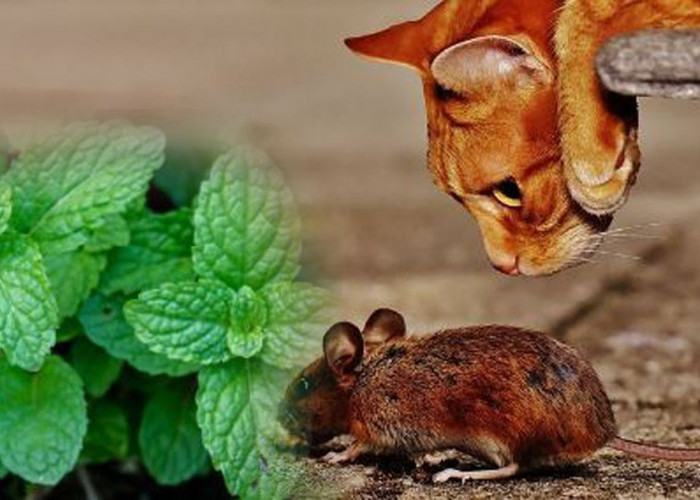 7 Cara Alami Mengusir Tikus dari Rumah, Diyakini Ampuh
