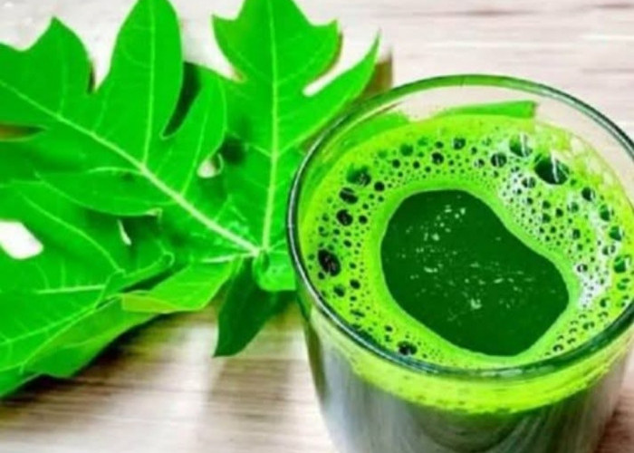 Daun Pepaya Superfood Alami dengan Beragam Manfaat Kesehatan, Termasuk Emfisema