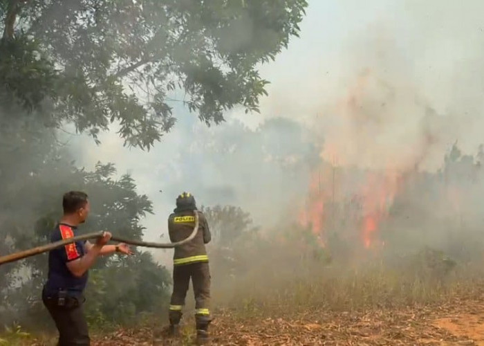 125 Hektare Lahan Bengkulu Terbakar, Kaur Terparah dan Bengkulu Utara Paling Rawan