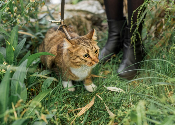 13 Kebiasaan Kucing yang Jarang Diketahui, Cat Lovers Wajib Tahu