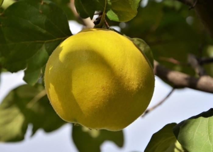 Buah Quince, Rasanya Perpaduan Apel dan Pir yang Rendah Kalori Tapi Mengenyangkan, Ini 7 Manfaatnya 