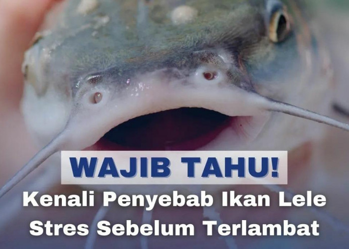 Terkuak! Ternyata Ini Penyebab Ikan Lele Menjadi Stres, Ketahui Cara Mengatasinya di Sini