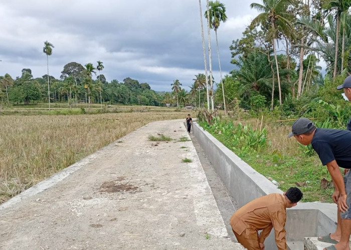 Didukung Irigasi Teknis, Lebih dari 2.000 Hektare Sawah di Mukomuko Bisa Tanam Padi Tiga Kali Setahun