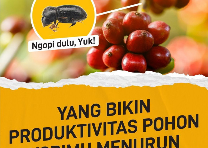 Pestisida Nabati dari Daun Ddn Biji Mimba untuk Perkebunan Kopi di Kepahiang, Ampuh Kendalikan Hama