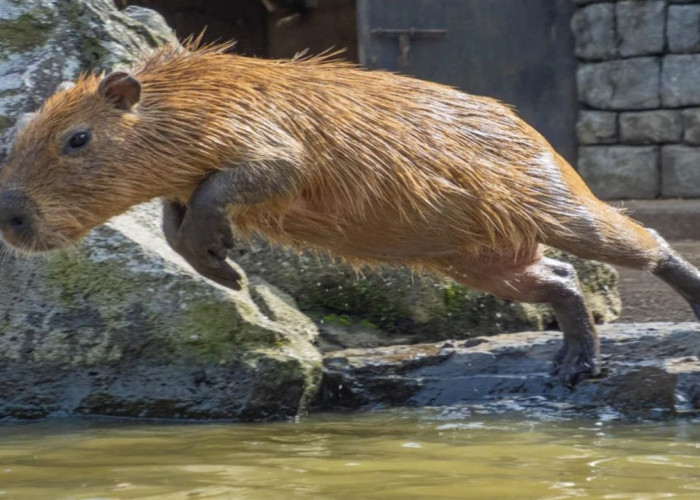 Fakta Unik Capybara, Hewan yang Ramah Terhadap Berbagai Spesies Hewan