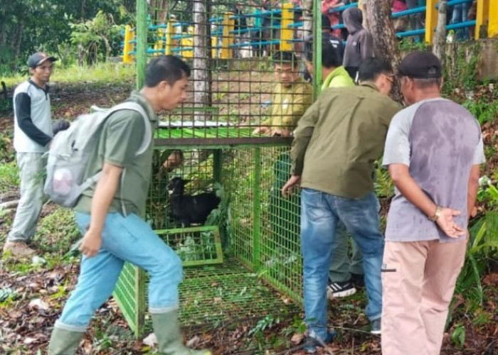 Harimau Mengancam, Orang Tua Dihimbau Antar-Jemput Anak Sekolah di Mukomuko