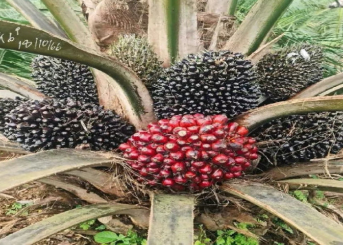 Lakukan Beberapa Hal Penting Ini untuk Kelapa Sawit di Awal Musim Hujan, Agar Hasil Produksi Meningkat