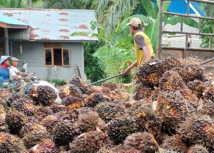 Harga Tandan Buah Segar Kelapa Sawit di Bengkulu Utara Turun Menjelang Libur Natal