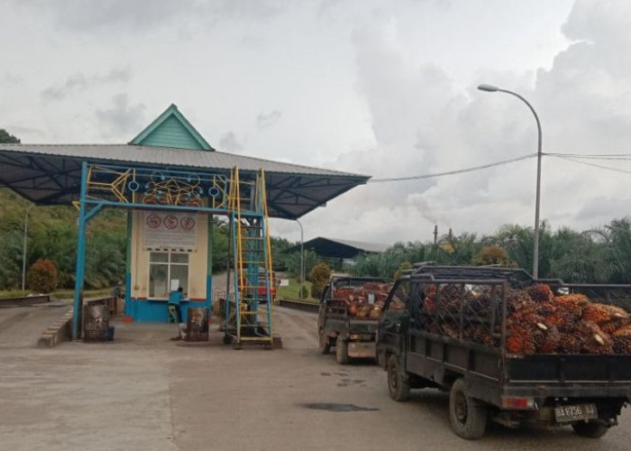 Mukomuko Bidik Industri Sawit dan Beras, Hilirisasi Masuk Strategi Utama Pembangunan Daerah