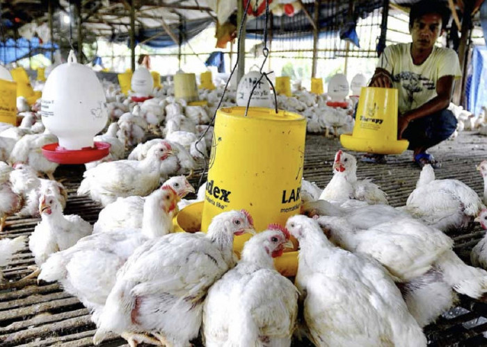 KUR Bank BRI, Solusi Terbaik Anda yang Mau Ternak Ayam Pedaging