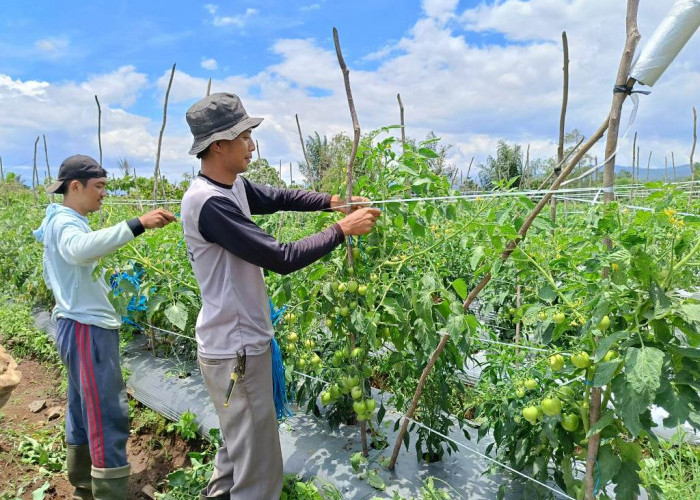 Musim Hujan, Harga Tomat Melambung! Simak Cara Merawat Tanaman Tomat Agar Terhindar dari Penyakit