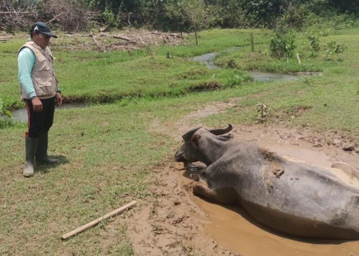 Kerugian Capai Rp1,7 Miliar, 172 Sapi dan Kerbau di Kaur Mati Akibat Penyakit Ngorok