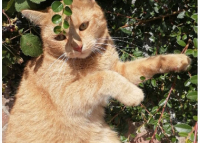 Suka Menjelajah dan Tidak Punya Karakter Khusus, Kucing Kampung Disbut Juga Moggy 