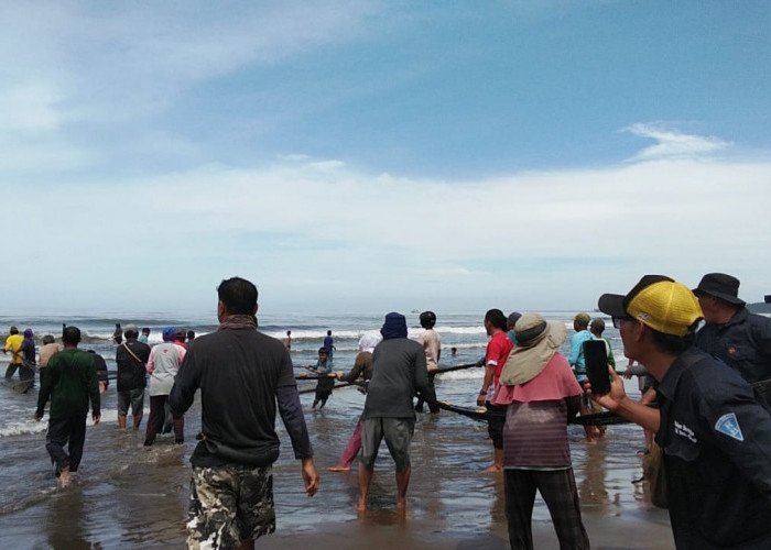 Forkopimda dan Nelayan Tarik Pukek Bersama, Tradisi Pesisir Bengkulu Hidup di Yo Botoi-Botoi 2026