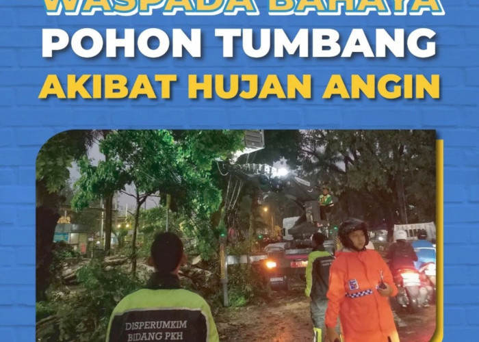 Waspadai Pohon Tumbang Saat Hujan Angin di Provinsi Bengkulu: Ini Langkah-Langkah yang Harus Dilakukan