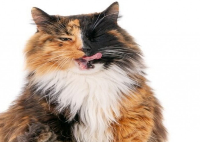 Maskot Resmi dari 3 Negara Bagian USA, Berikut Fakta Unik Kucing Calico Belang Tiga