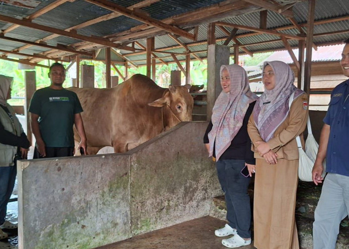 Sapi Bantuan Presiden untuk Mukomuko Akan Disembelih di Masjid Al Ikhlas Air Hitam Saat Iduladha 1447 H