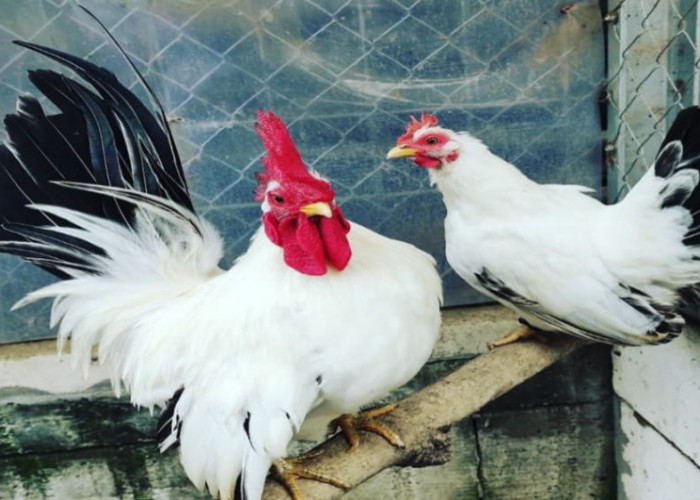 Ayam Kate, Ayam Hias Kecil yang Mempesona Ternyata Berasal dari Indonesia
