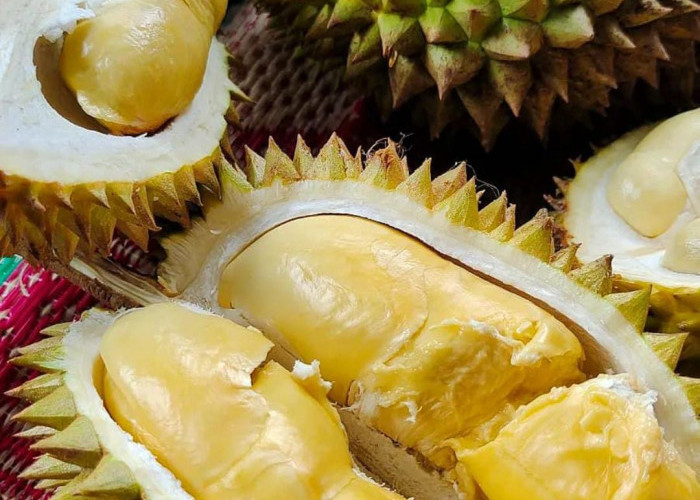 Konsumsi dalam Batas Wajar, Ini 5 Manfaat Durian Bagi Kesehatan 