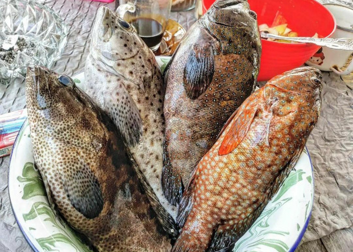 7 Manfaat Kesehatan Mengonsumsi Ikan Kerapu, Salah Satunya Meningkatkan Fungsi Otak dan Mood